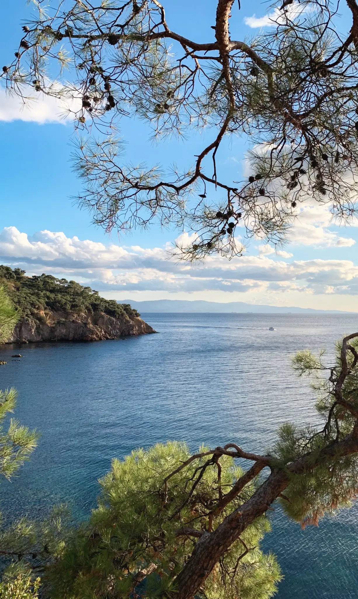 Blue water framed by pine branches