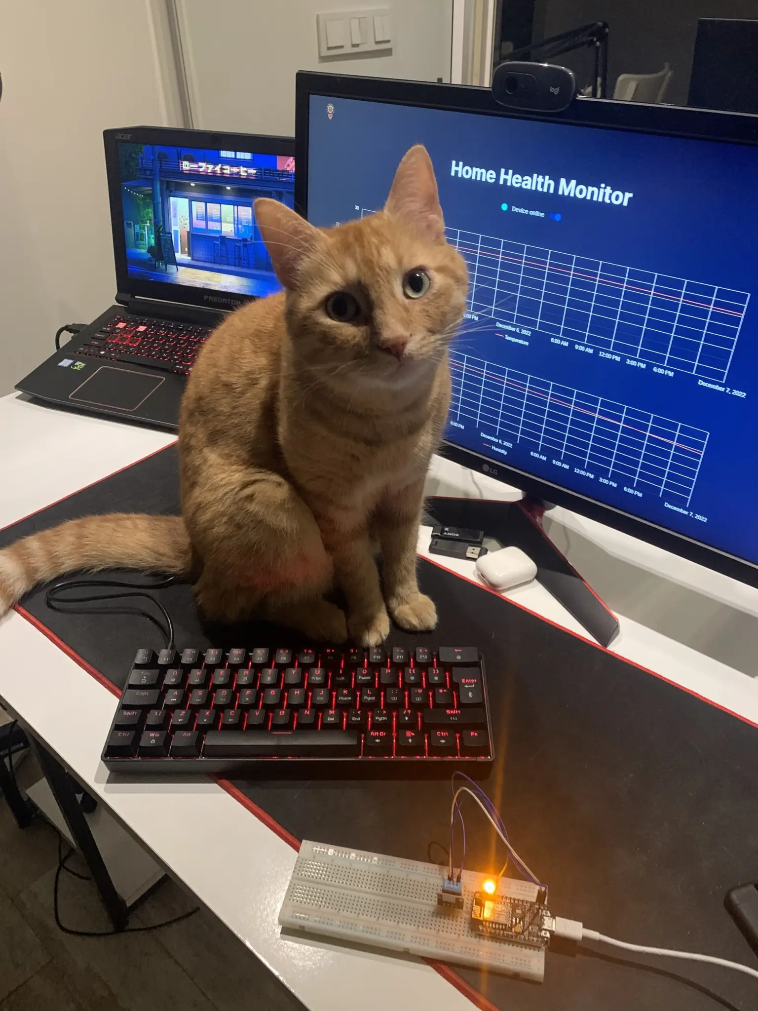 Theo the cat sitting on the keyboard, next to a breadboard circuit and a Home Health Monitor dashboard