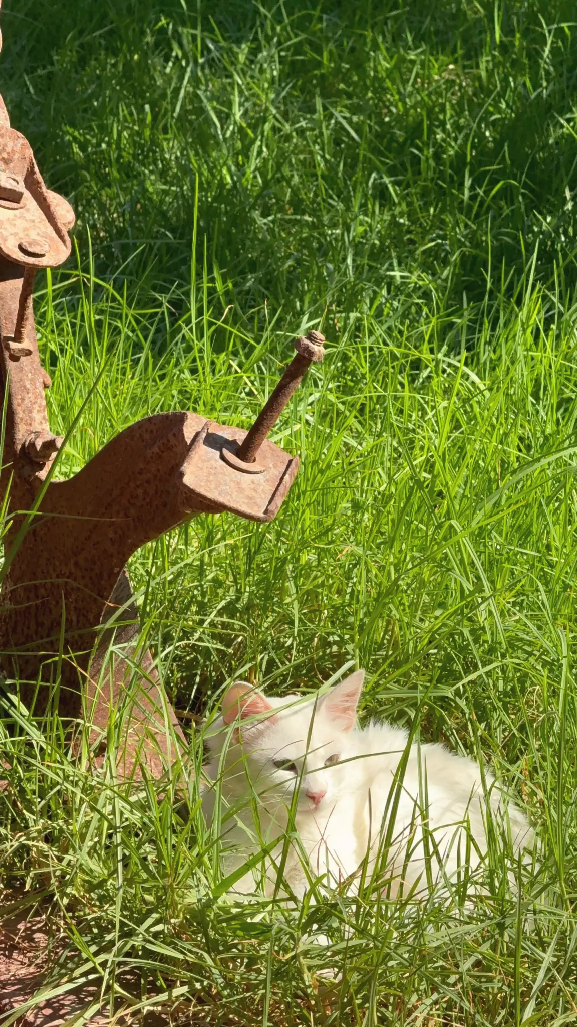 White cat resting in sunlit long grass beside a rusty old water pump