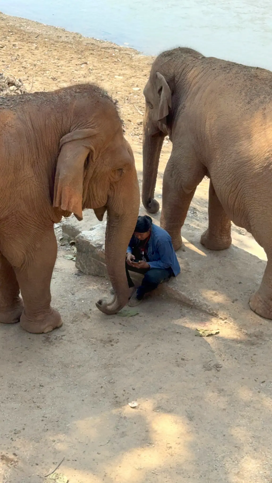 Two elephants standing over a crouching keeper on a sandy riverbank