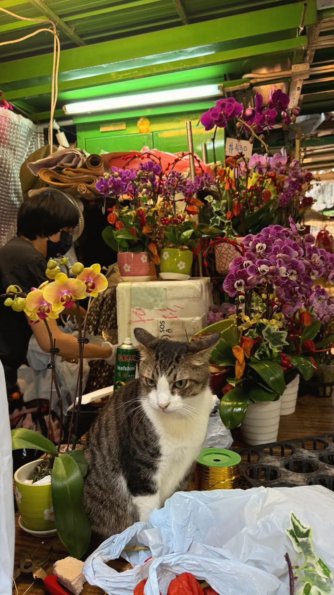 Tabby and white cat sitting among potted orchids in a flower shop