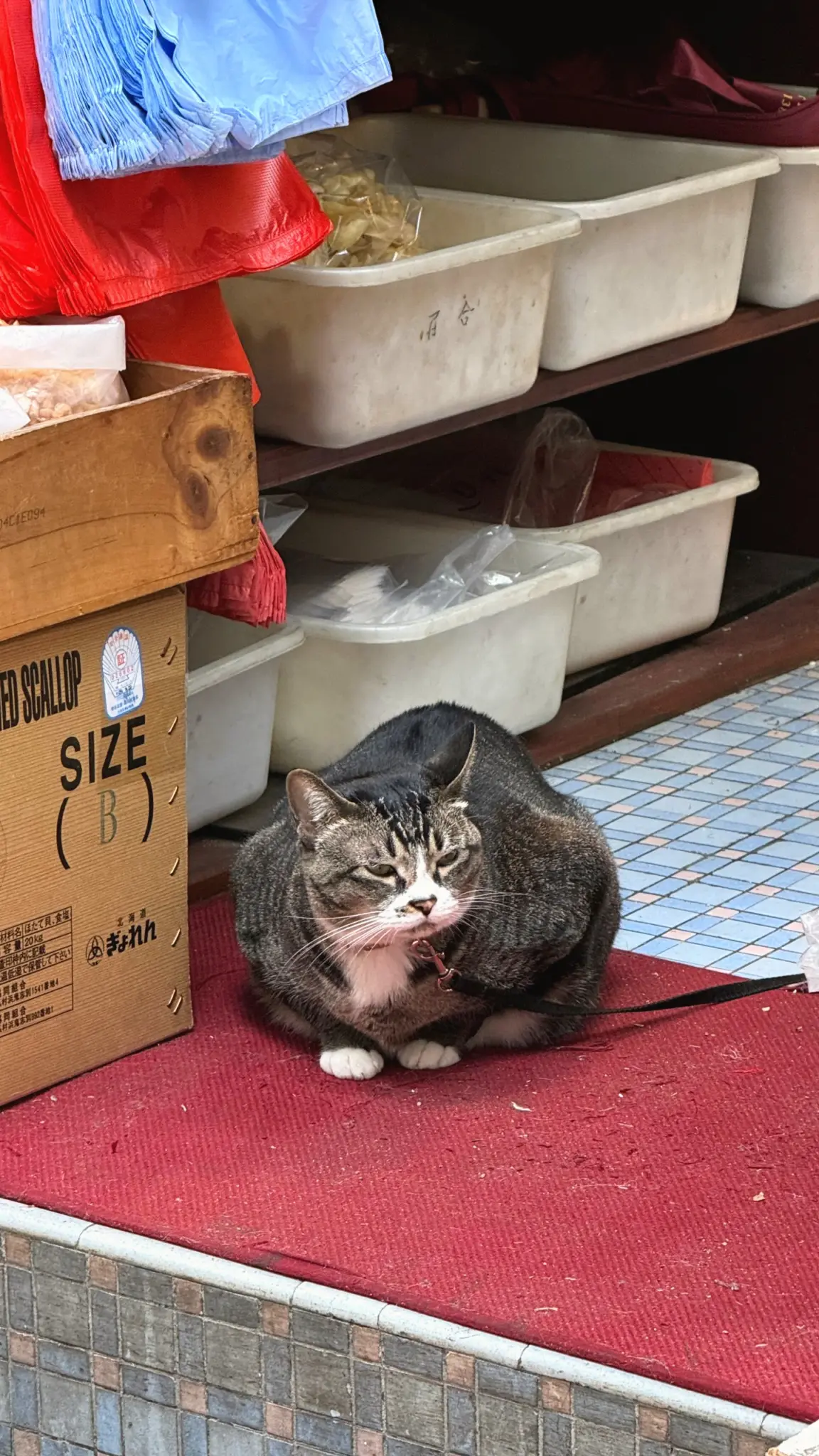 Grey tabby cat crouched on a red mat outside a shop