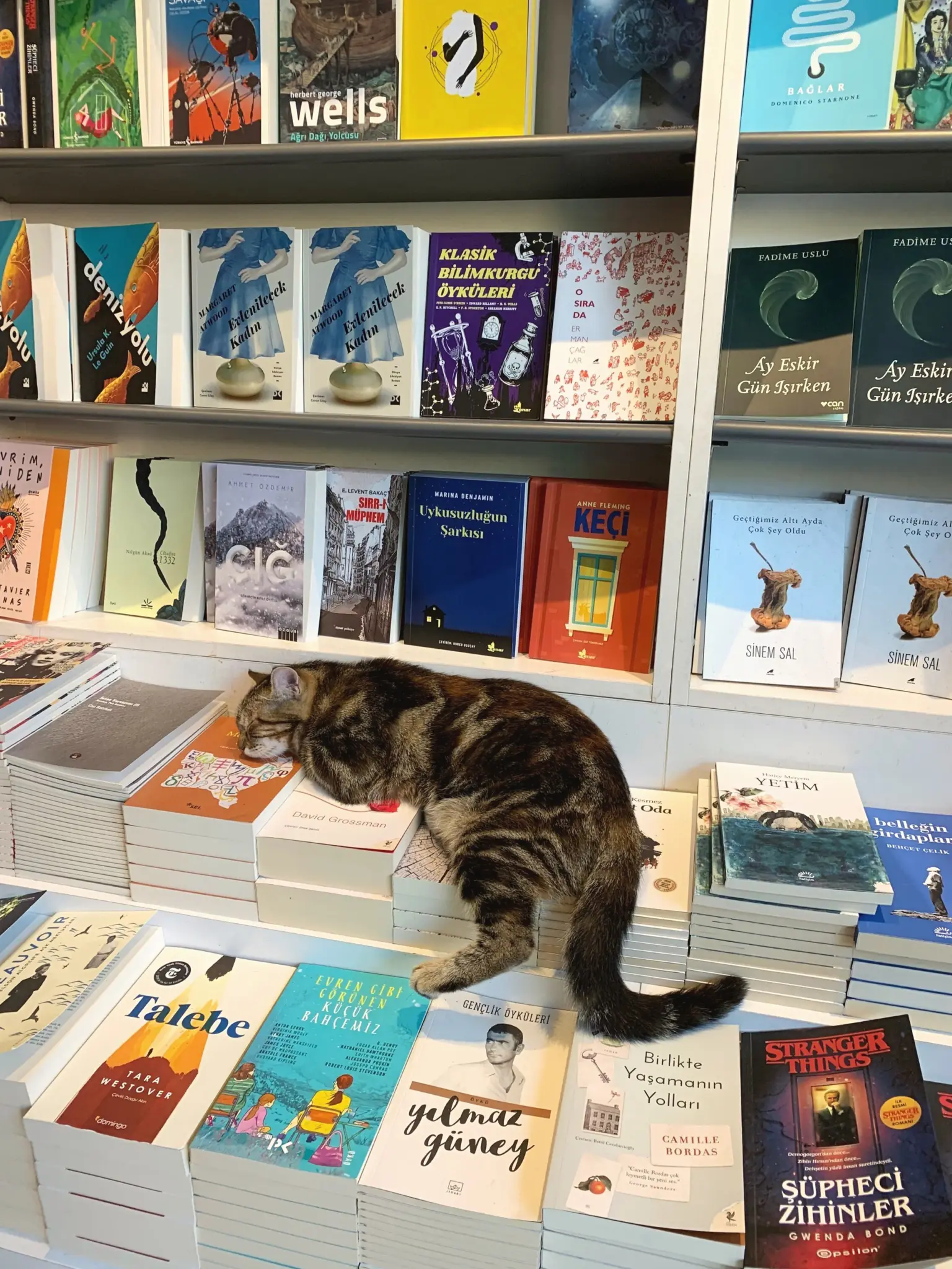 Tabby cat stretched across stacks of books in a bookshop