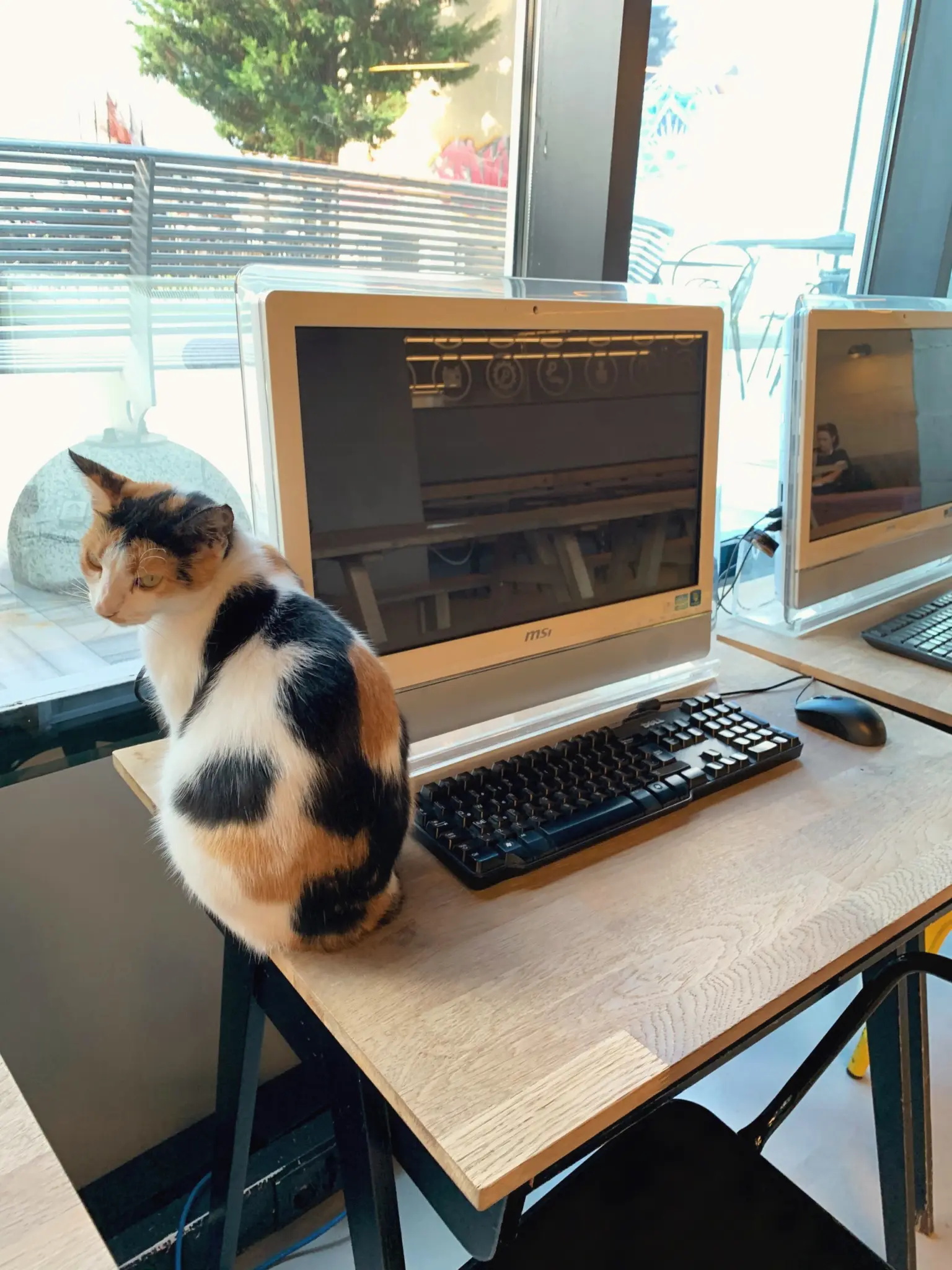 Calico cat sitting on a desk beside a computer and keyboard