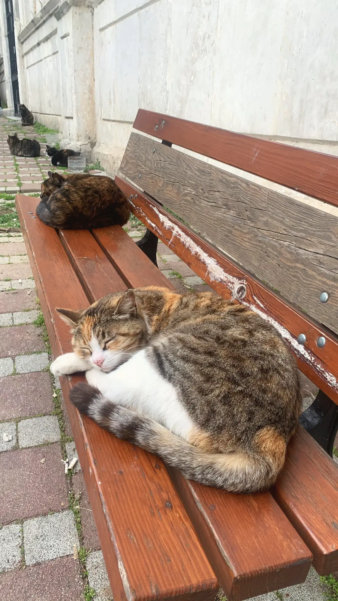 Calico cat sleeping on a wooden bench with more cats behind