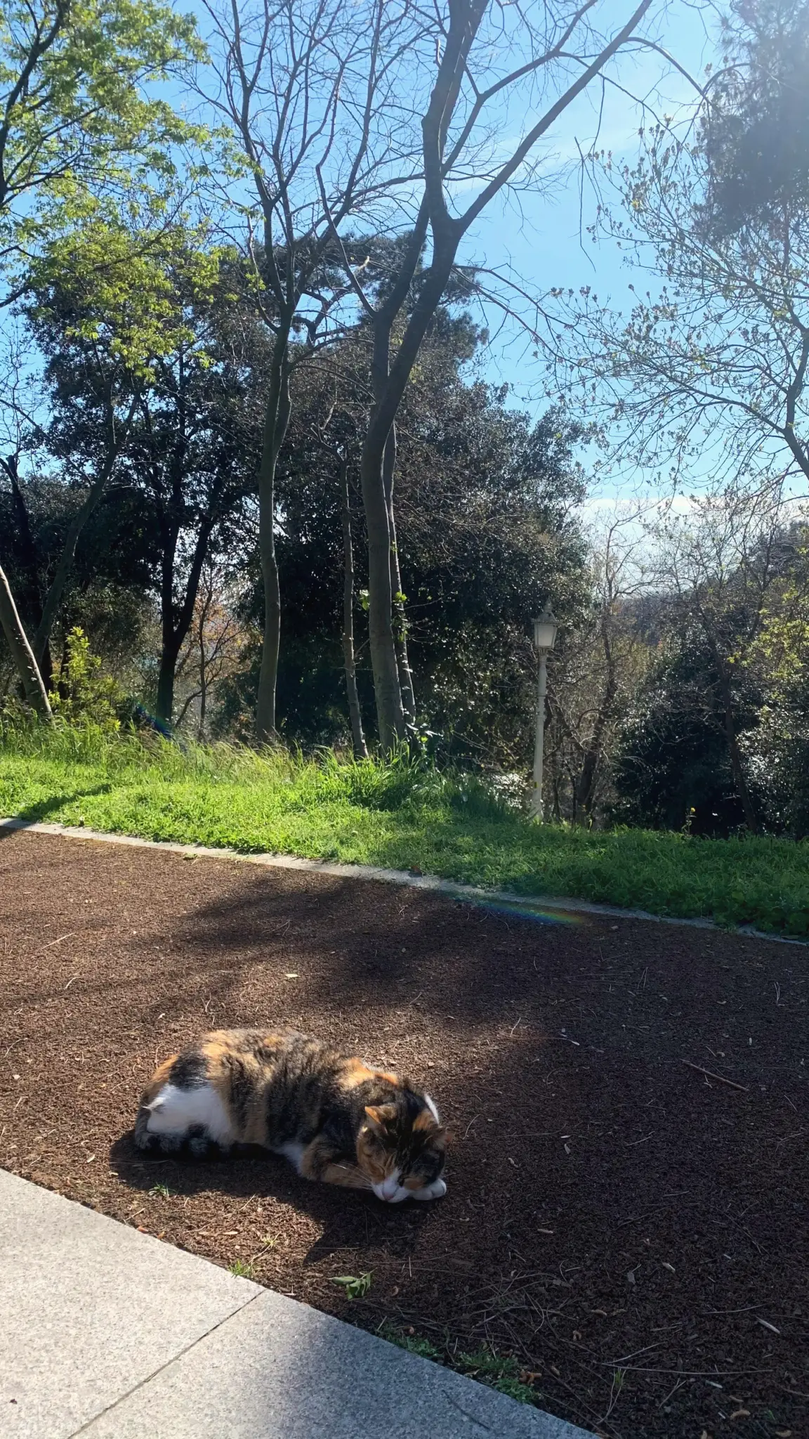 Calico cat lying on a path in a sunny park with bare trees