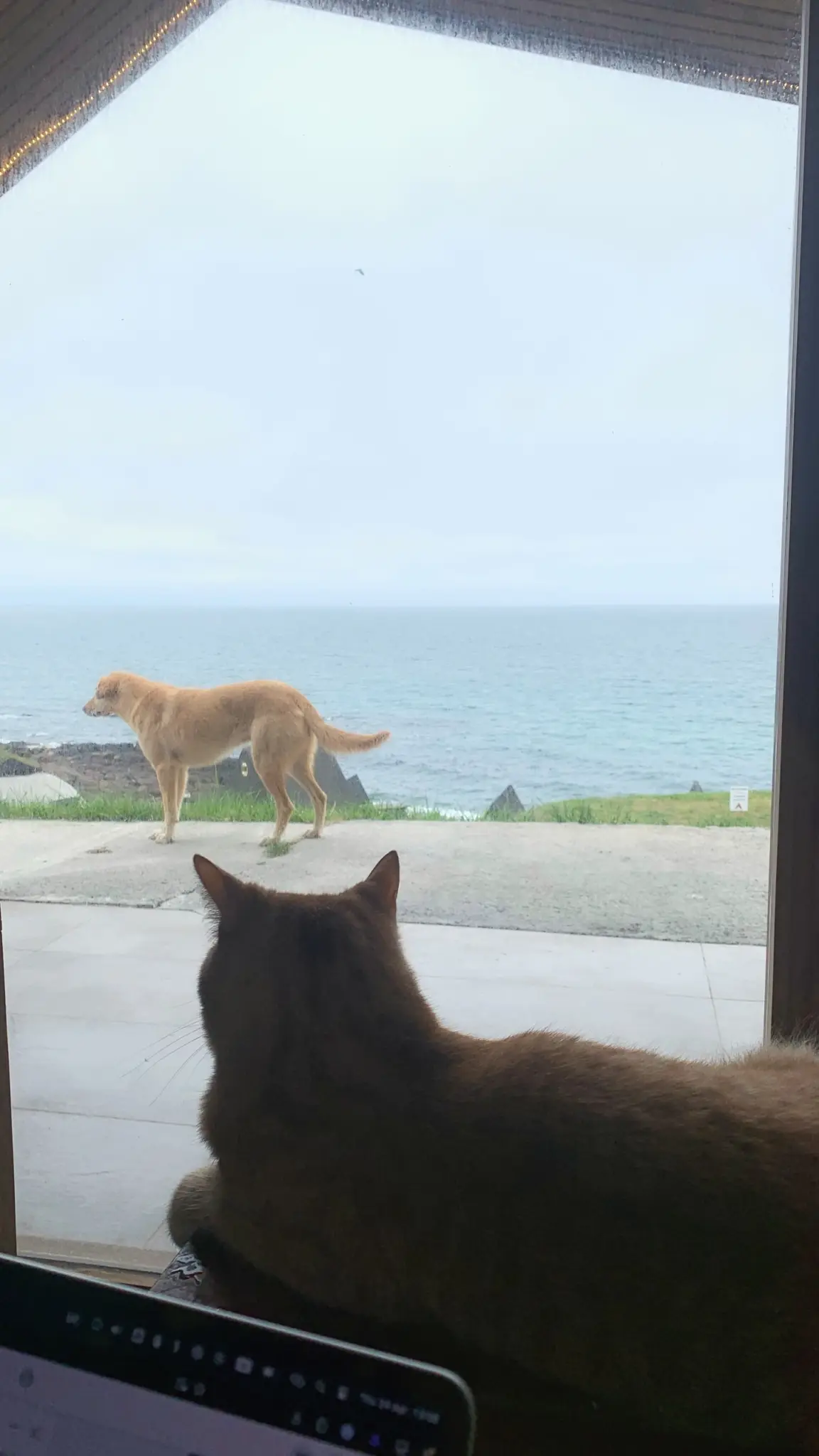 Ginger cat watching a dog on a seaside terrace through a window