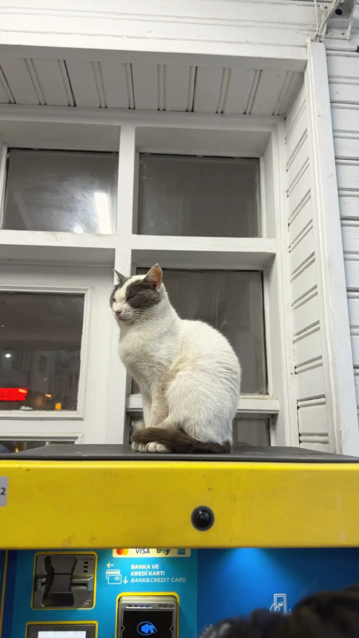 White cat sitting on top of a yellow ticket machine at night