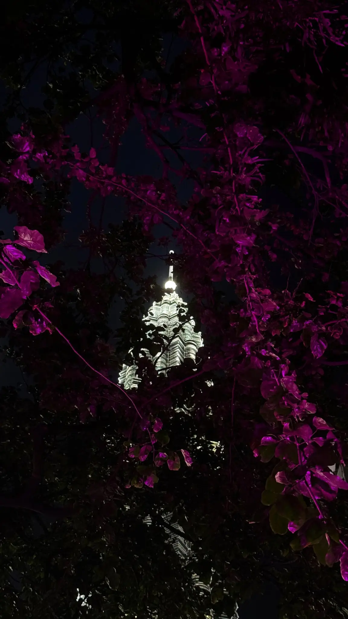 Petronas Tower spire glimpsed through pink-lit foliage at night