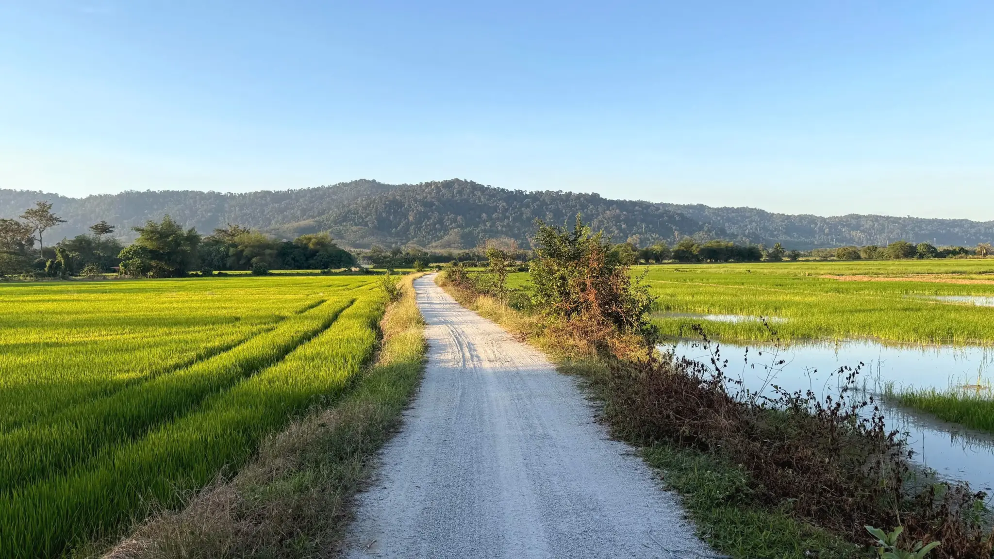 Gravel road between bright green rice fields towards forested hills