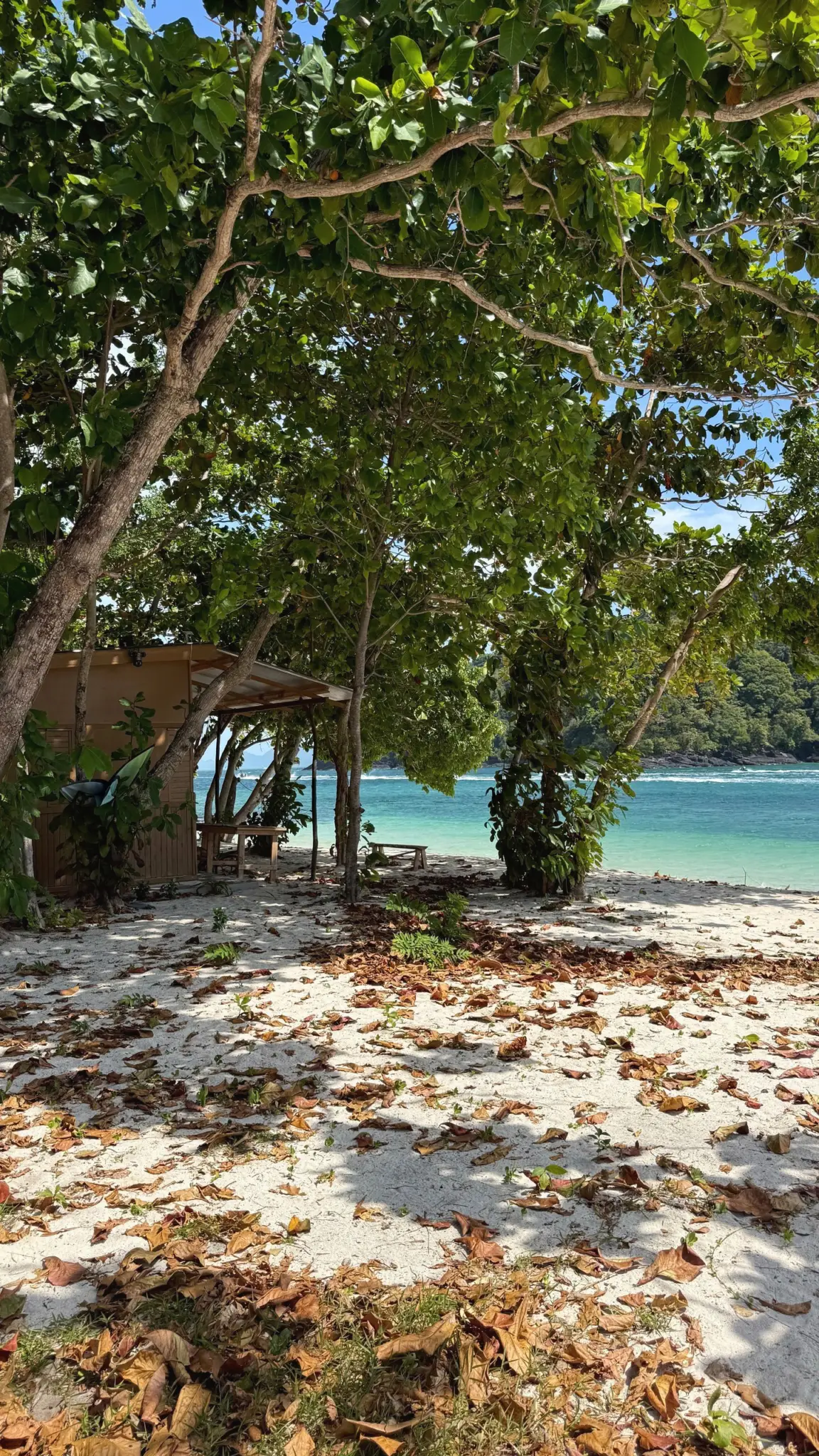 Shady trees and fallen leaves on a white sand beach by turquoise water