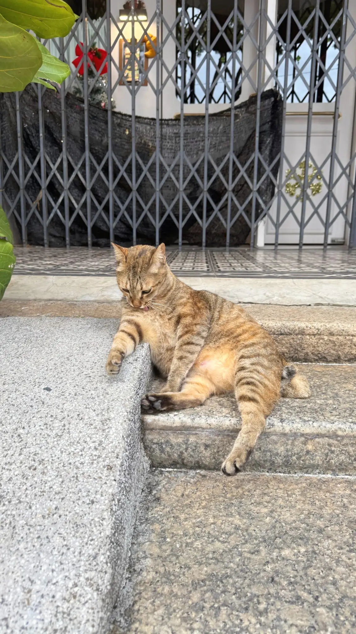 Tabby cat lounging on granite steps in front of a shophouse gate