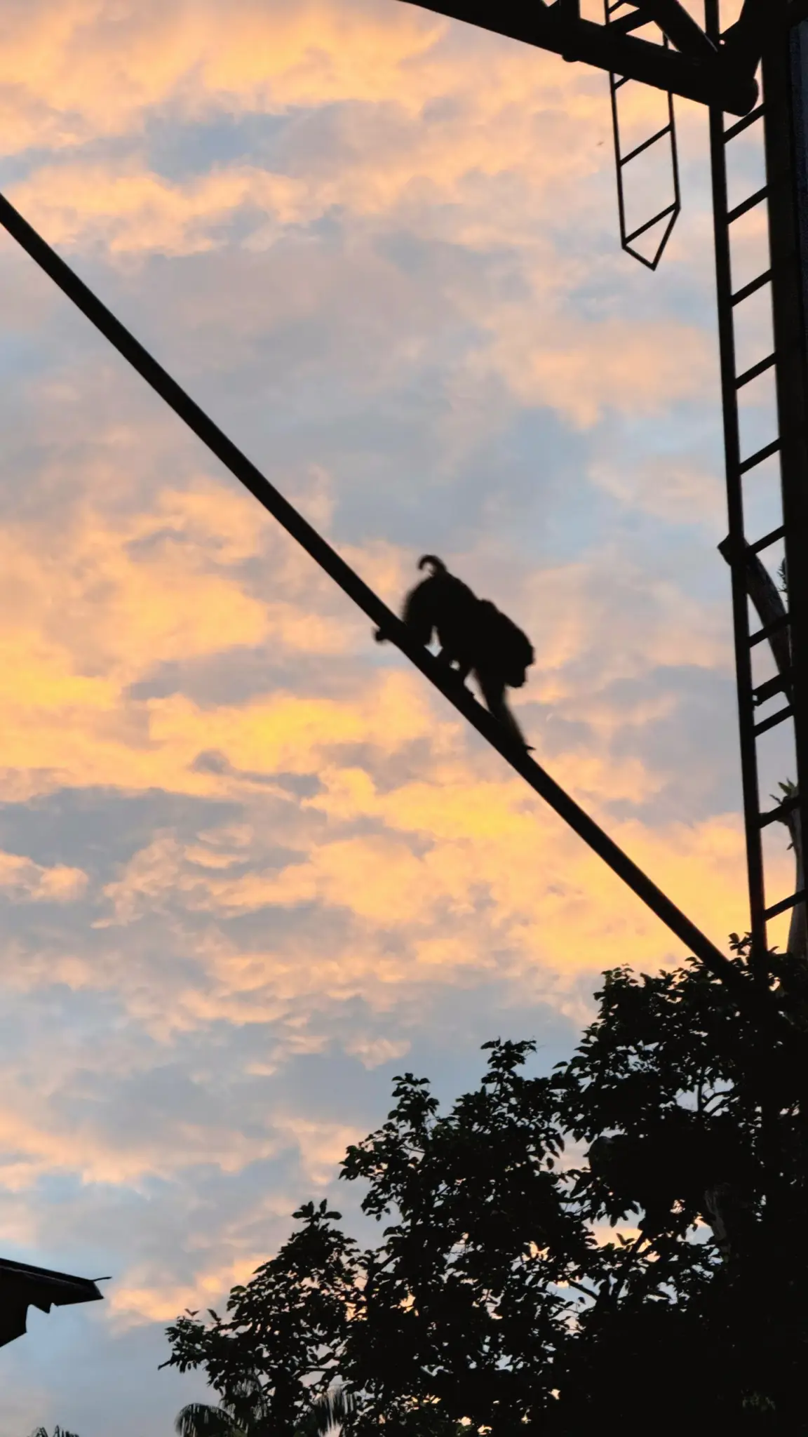 Monkey silhouetted on a cable against a pink and orange sunset sky